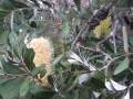 Banksia Integrifolia