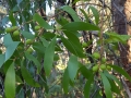 Persoonia lanceolata unripe fruit