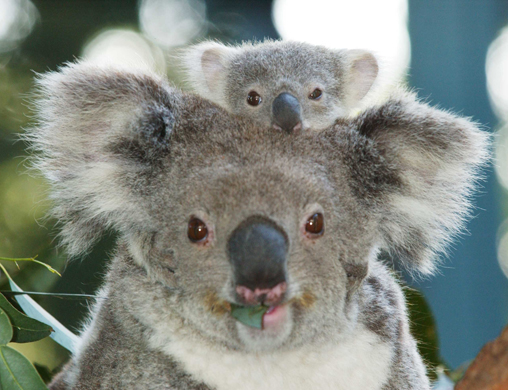 Koala Baby07RAM