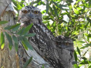 Tawny Frogmouth adult and young