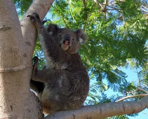 koala in Tree