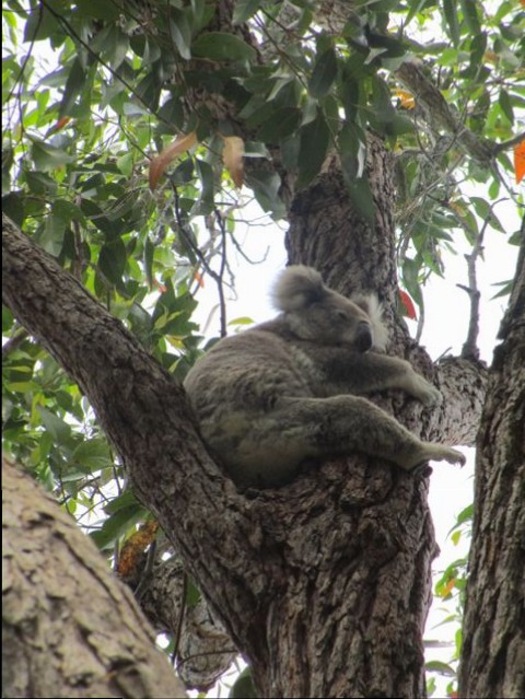 Koala-Dec2014 (4)