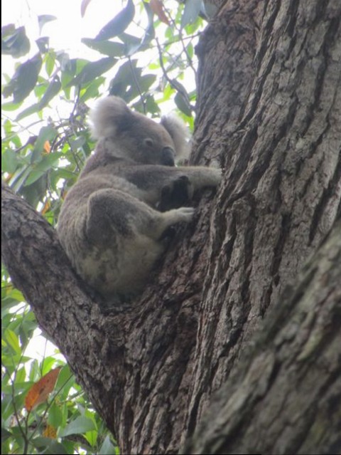 Koala-Dec2014 (6)