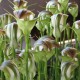 King Greenhood Orchid