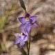 Mauve-tufted Sun Orchid