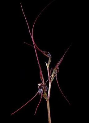 Mayfly Orchid