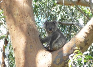 Tilligerry Koala