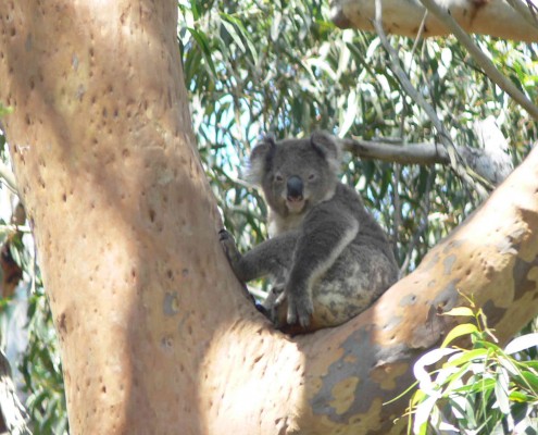 Tilligerry Koala