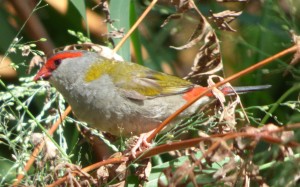 Red-browed finch