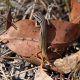 Copper Tailed Skink