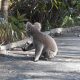 Koala on Path