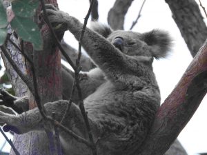 Female Koala with Joey?