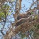 Koala in Paperbark Tree