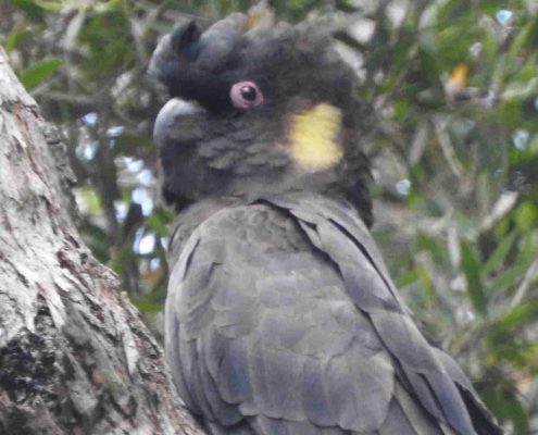 black cockatoo
