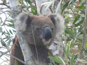 Koala looking around
