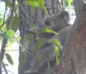 Male Koala 31 January